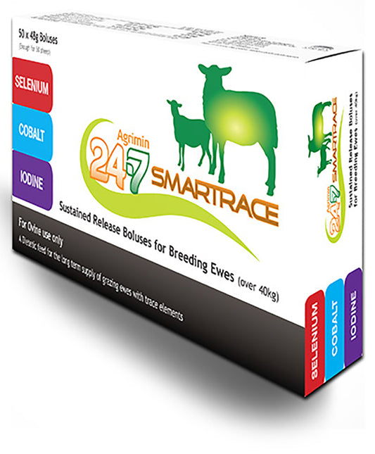 24-7 Smartrace Adult Sheep