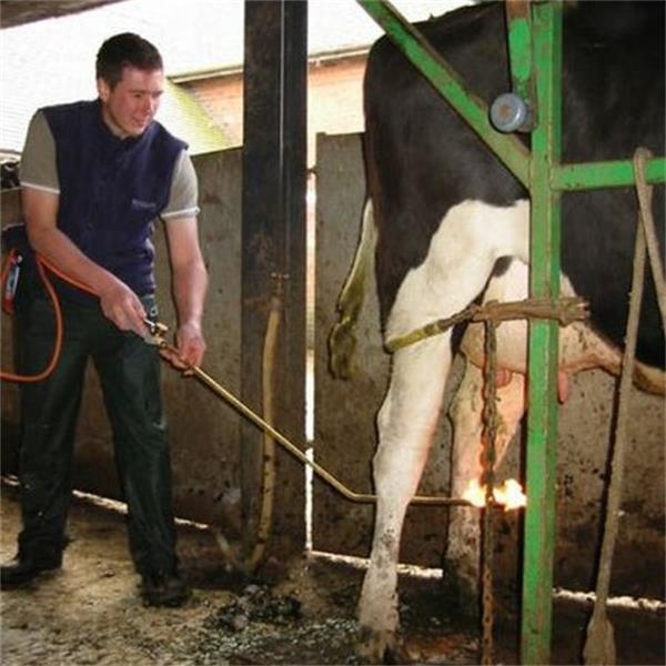 Udder Hair Remover Curved lance