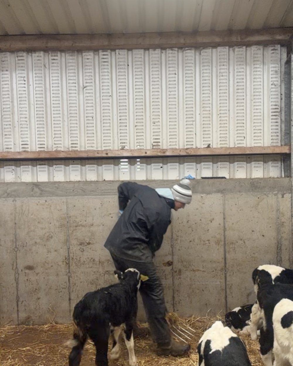 Feeding calves in the shed on the farm