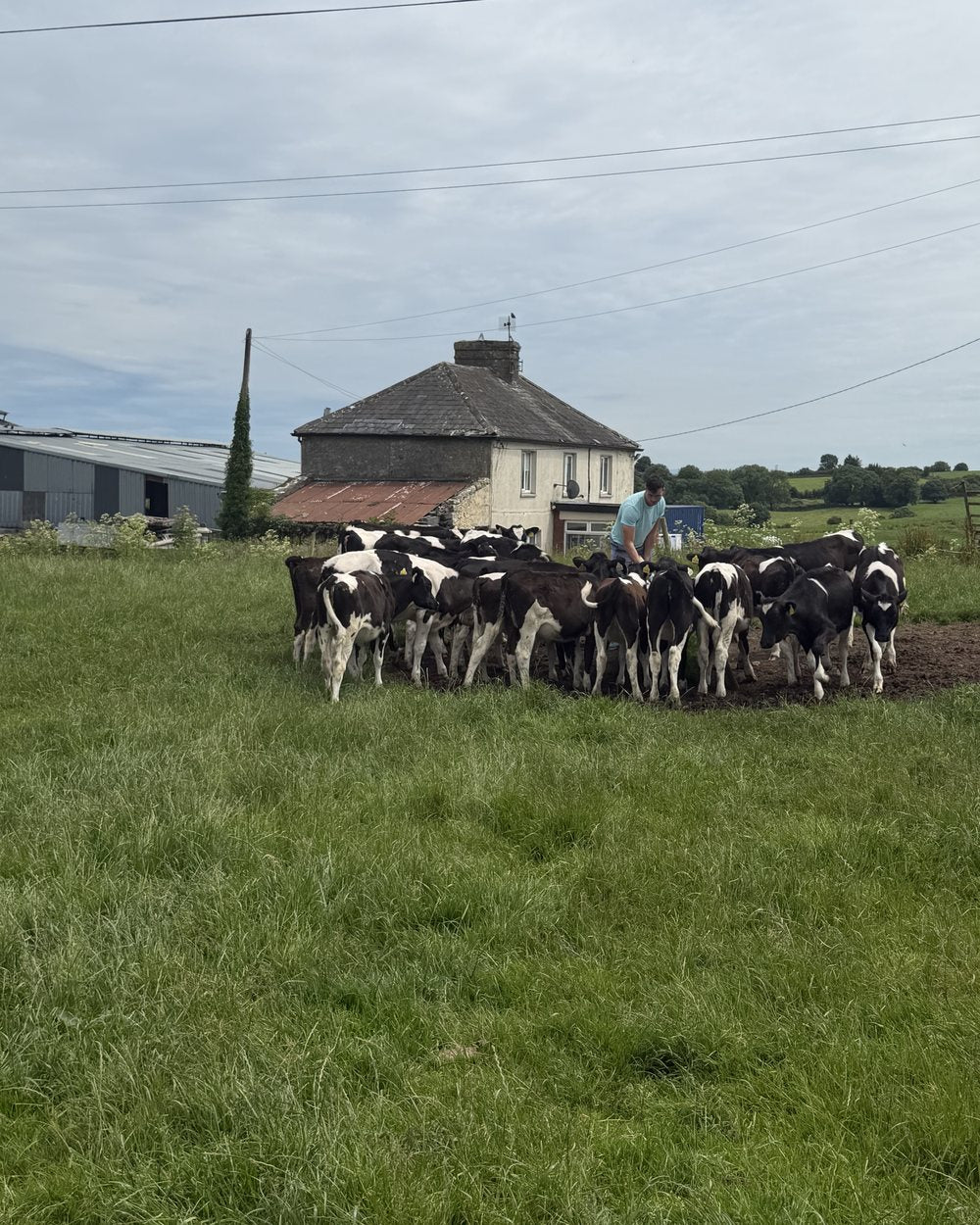 Moving the herd past the farmhouse